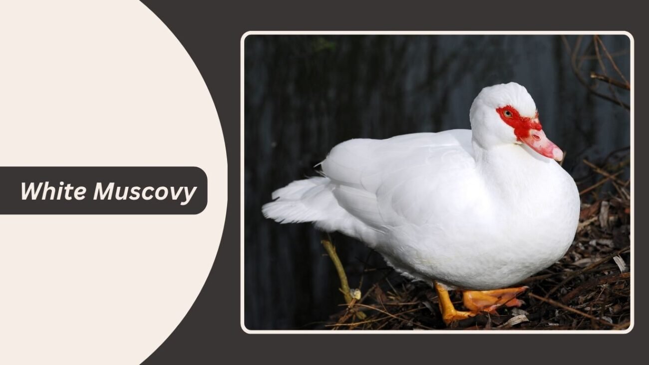 White Muscovy Duck