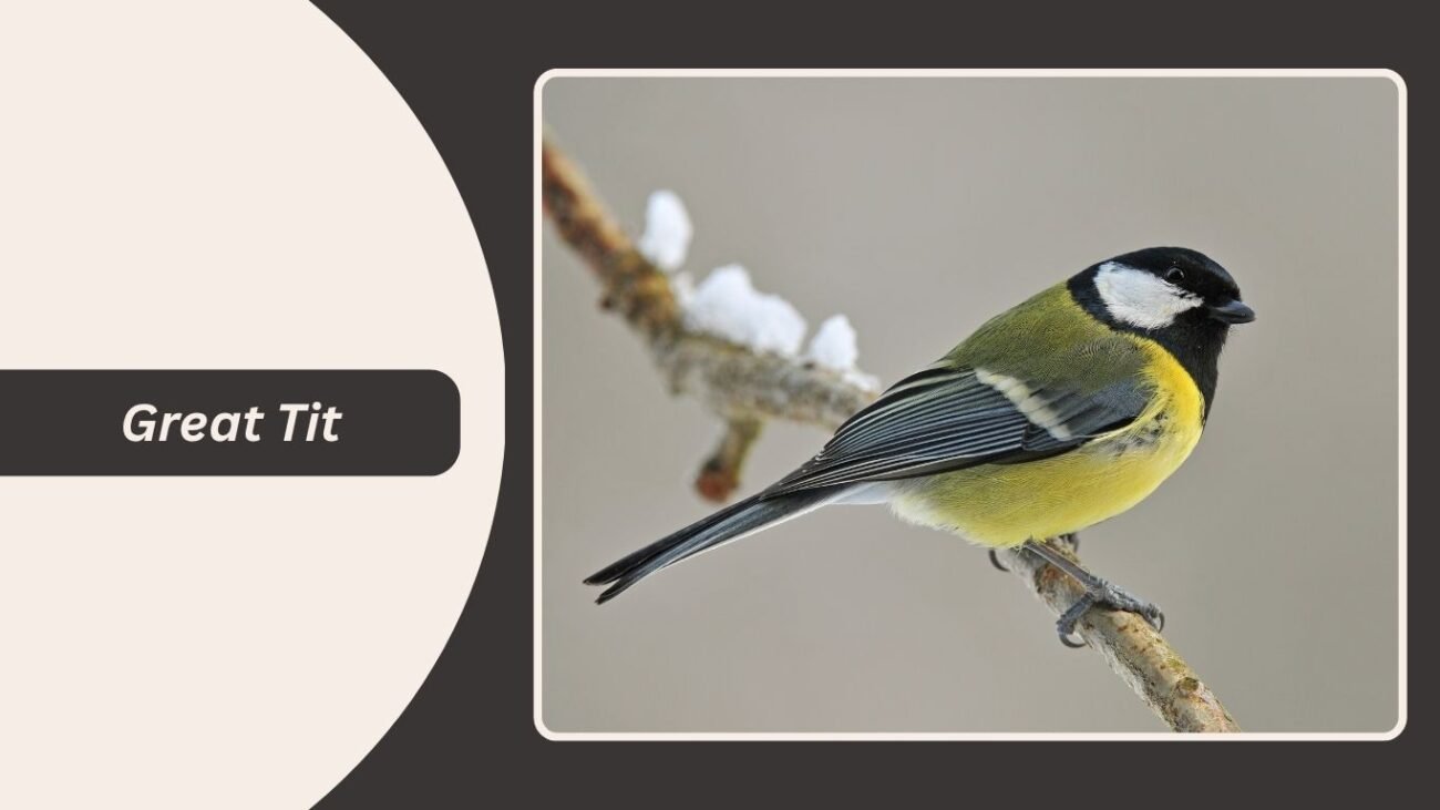 Great Tit