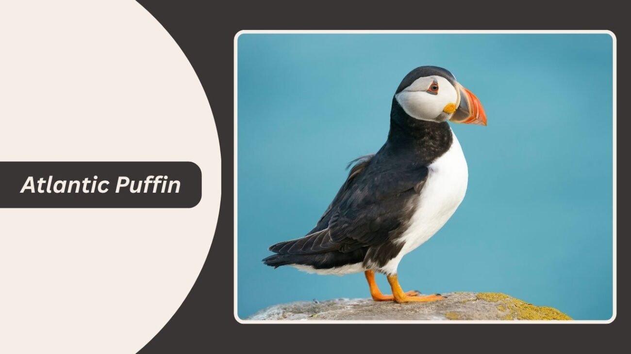 Atlantic Puffin