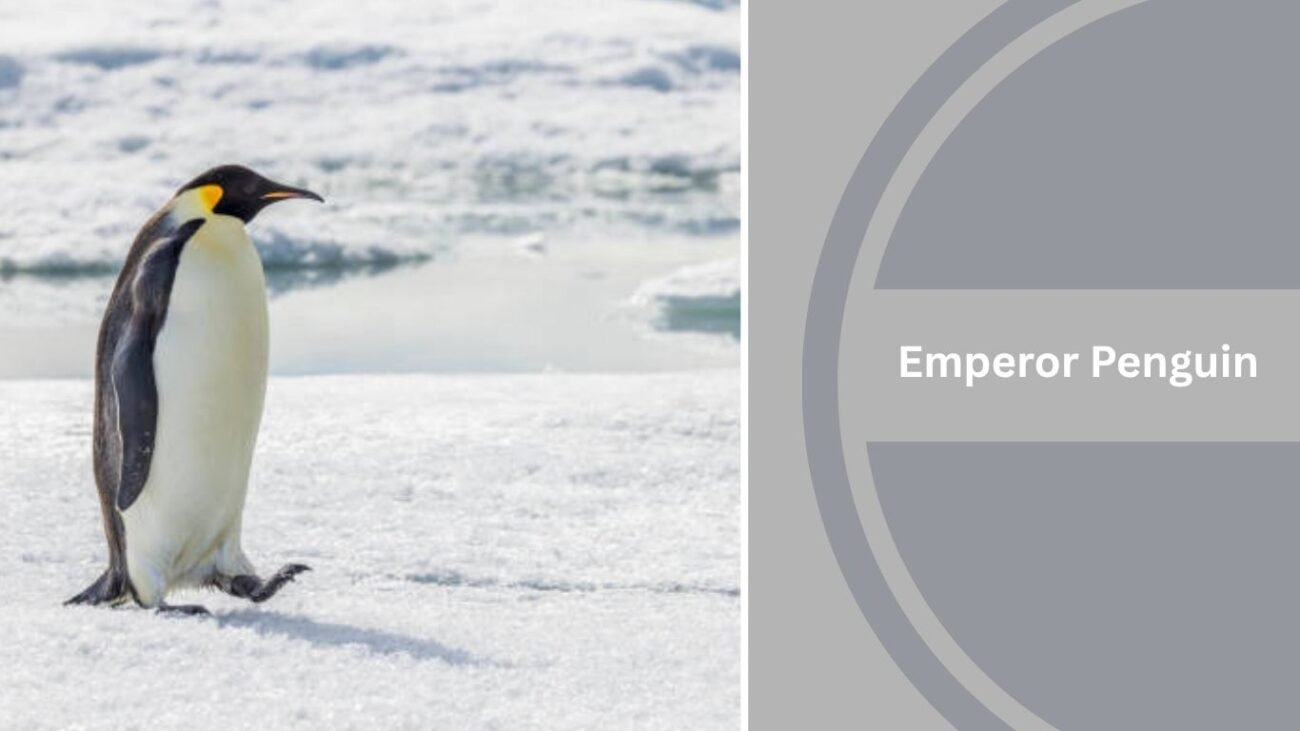 Emperor Penguin
