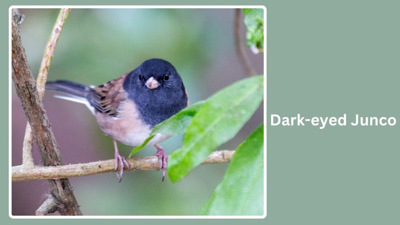Dark-eyed Junco