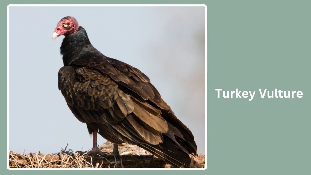 Turkey Vulture