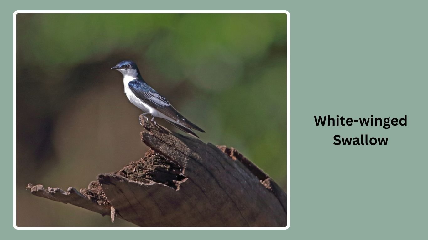 30 Types Of Swallow Birds Identification Habits And Nesting 