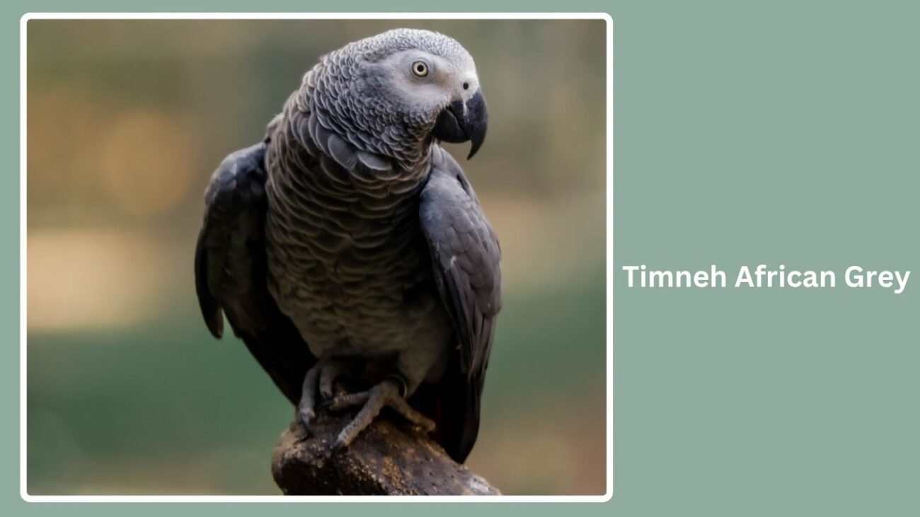 Timneh African Grey