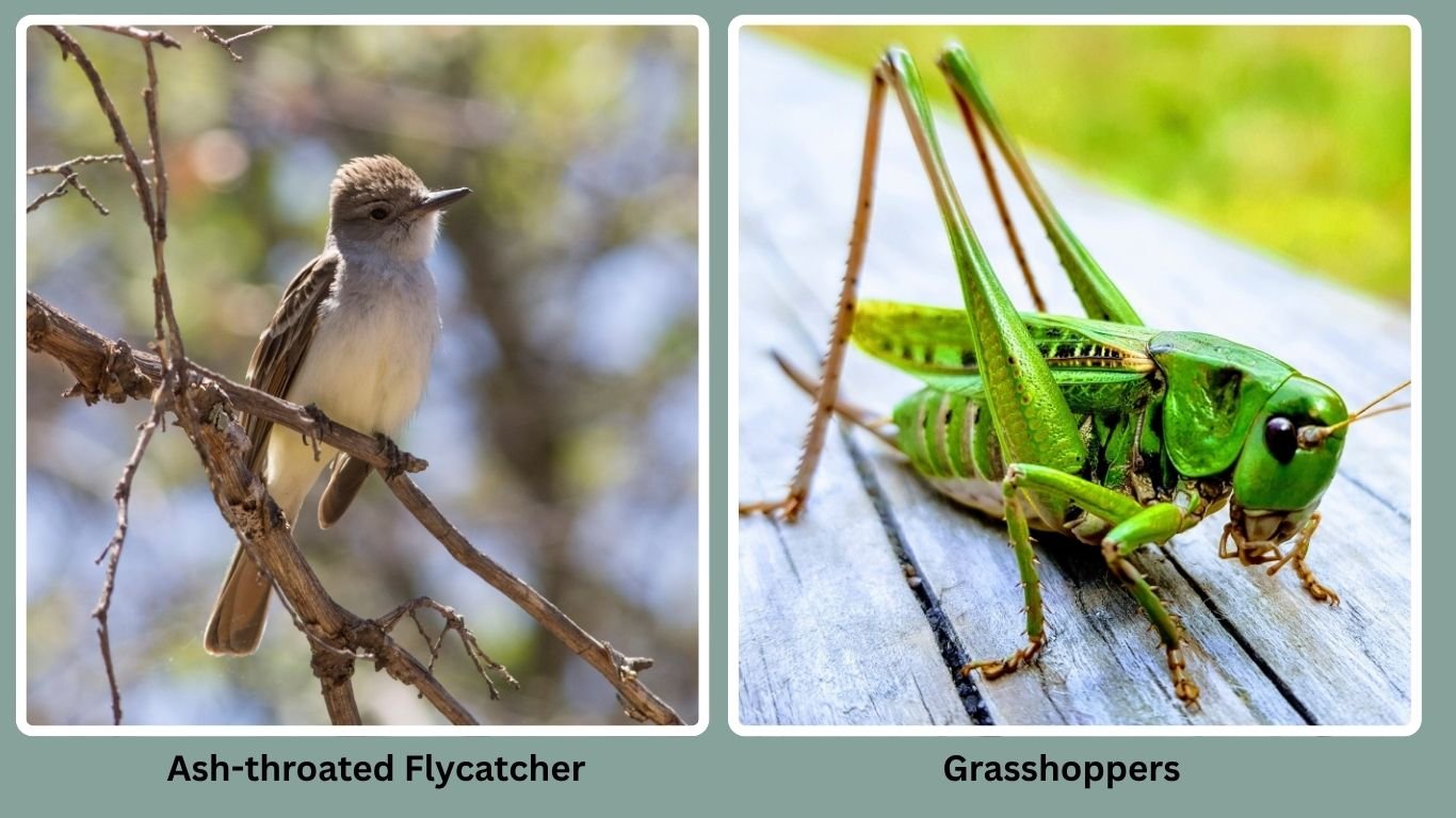 Flycatcher Insect 30 Birds That Eat Insects Only: Diet with name