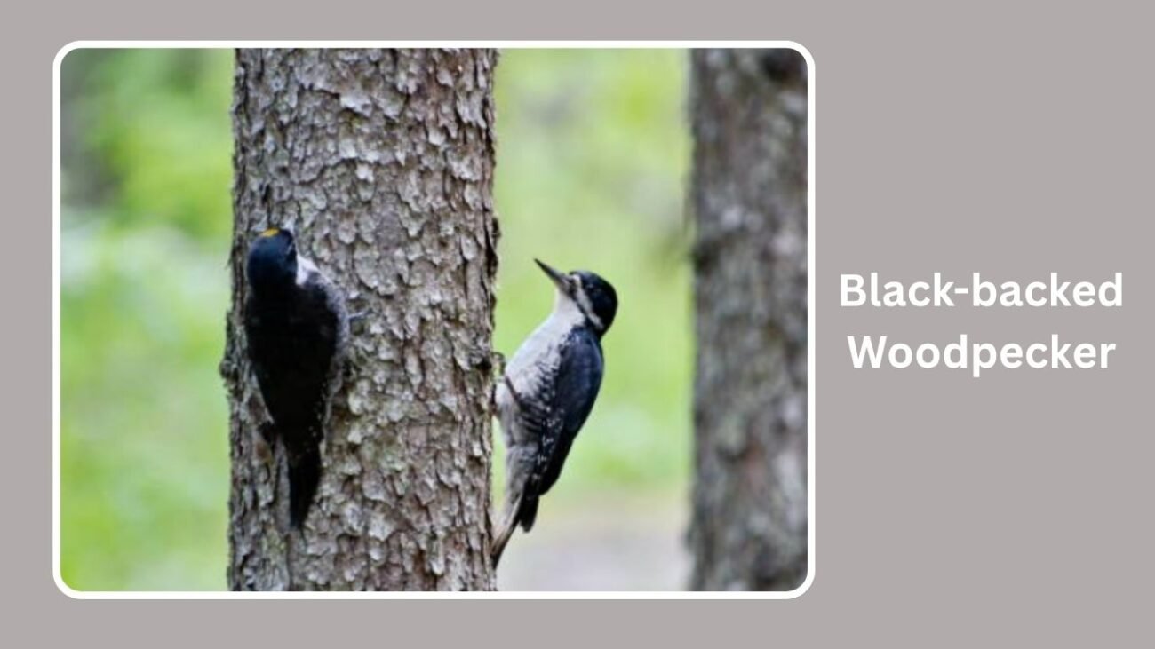 Black-backed Woodpecker