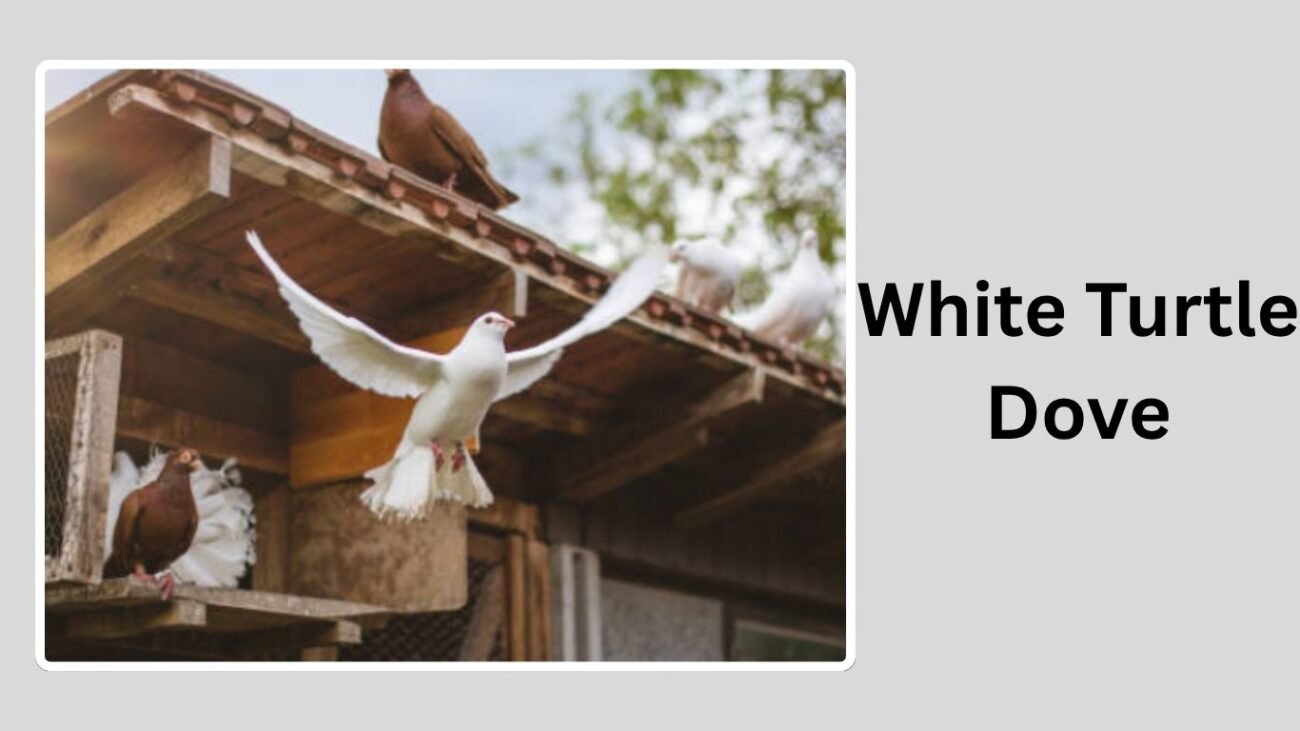 White Turtle Dove