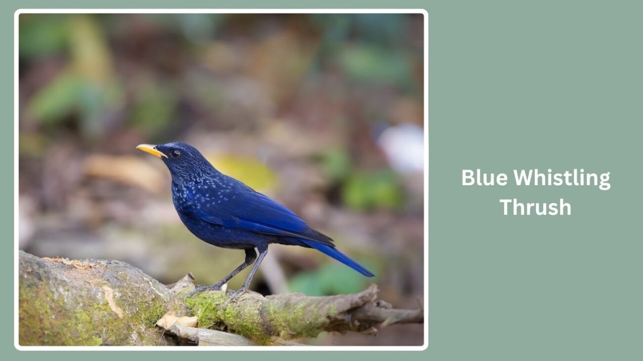 Blue Whistling Thrush