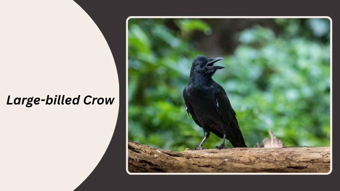 10. Large-billed Crow (Corvus macrorhynchos japonensis)