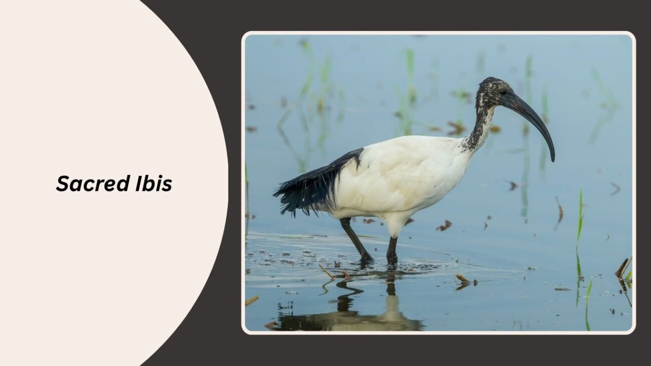 Sacred Ibis