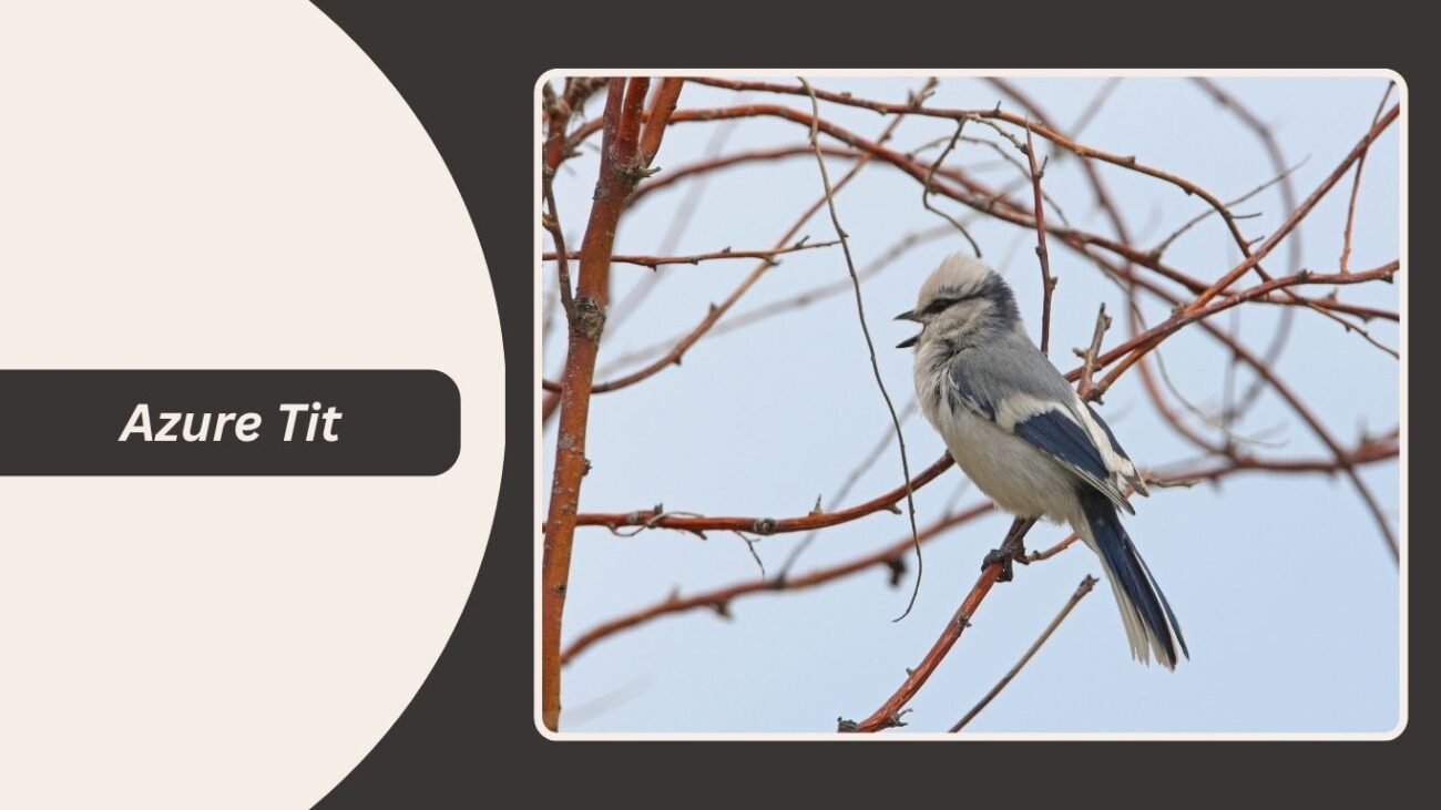 Azure Tit