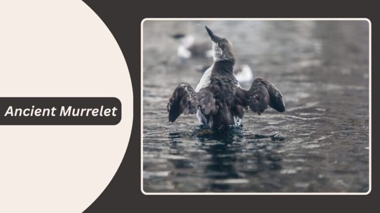 18 Types of Auk Birds: Identification, Habitat & Pictures