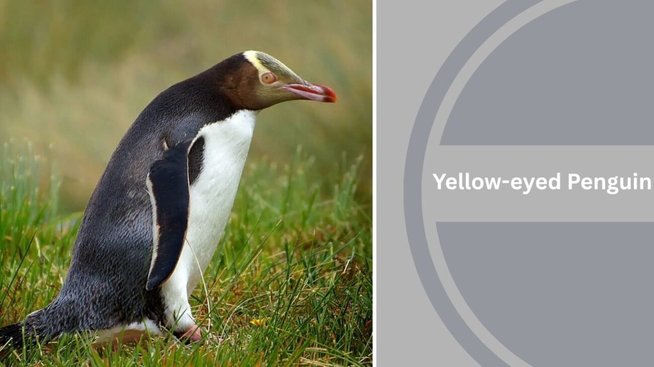 Yellow-eyed Penguin