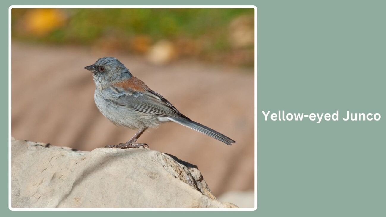 Yellow-eyed Junco