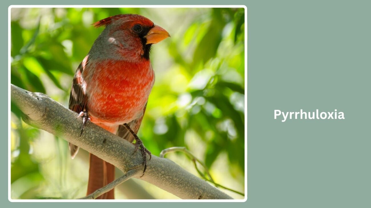 Pyrrhuloxia