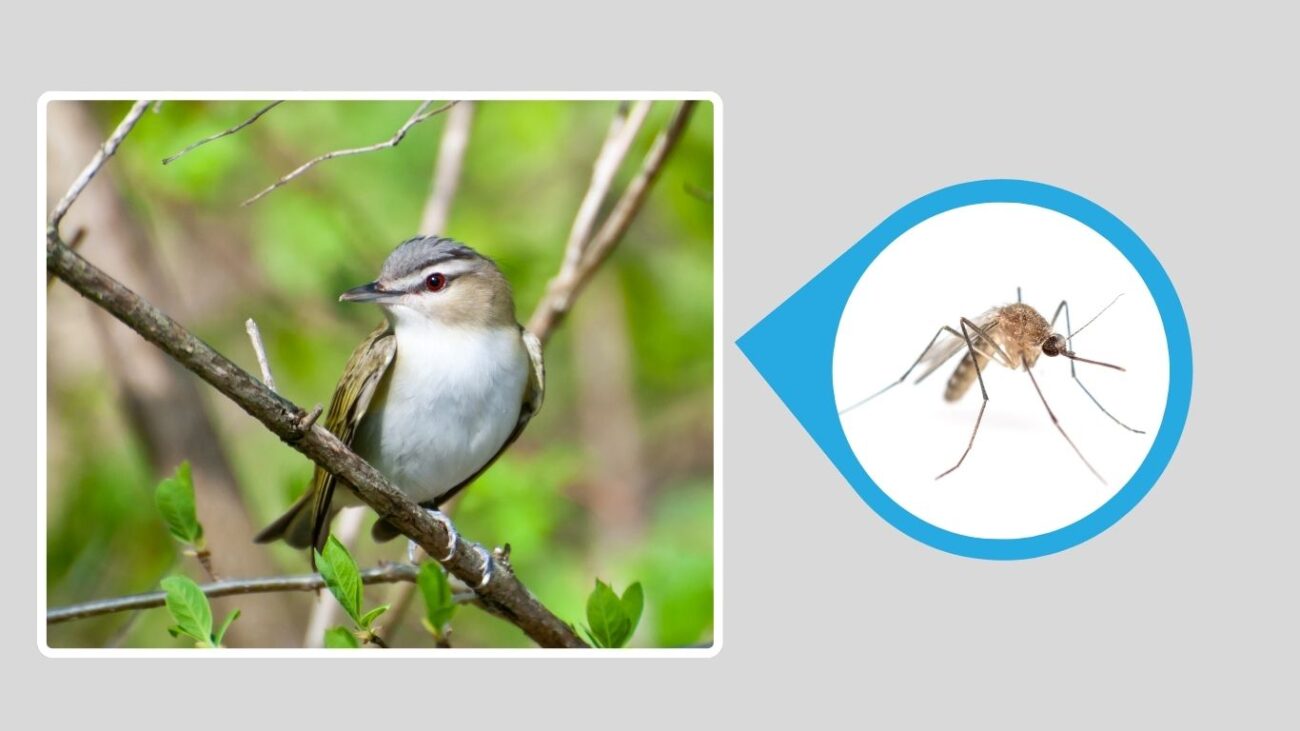 Red-eyed Vireo