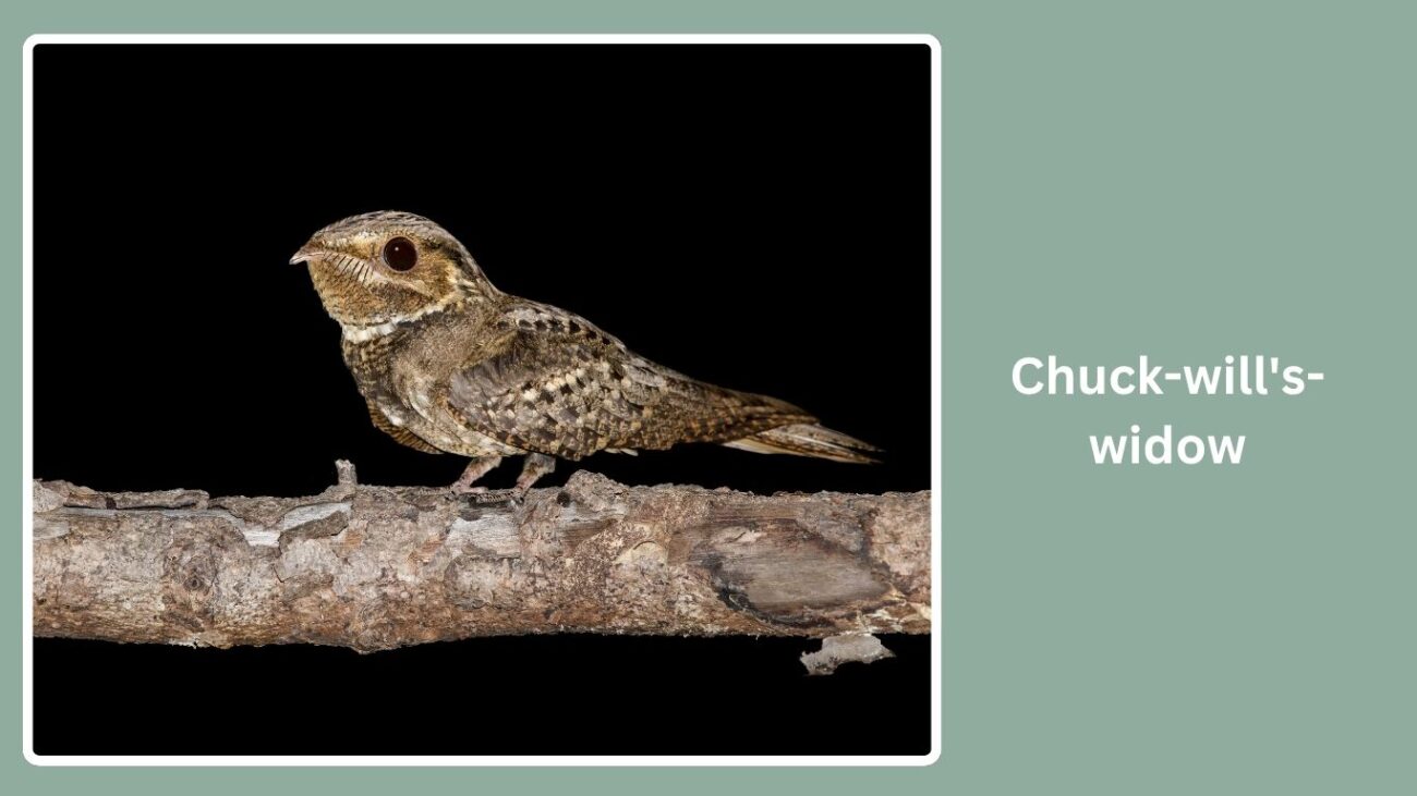 Chuck-will's-widow