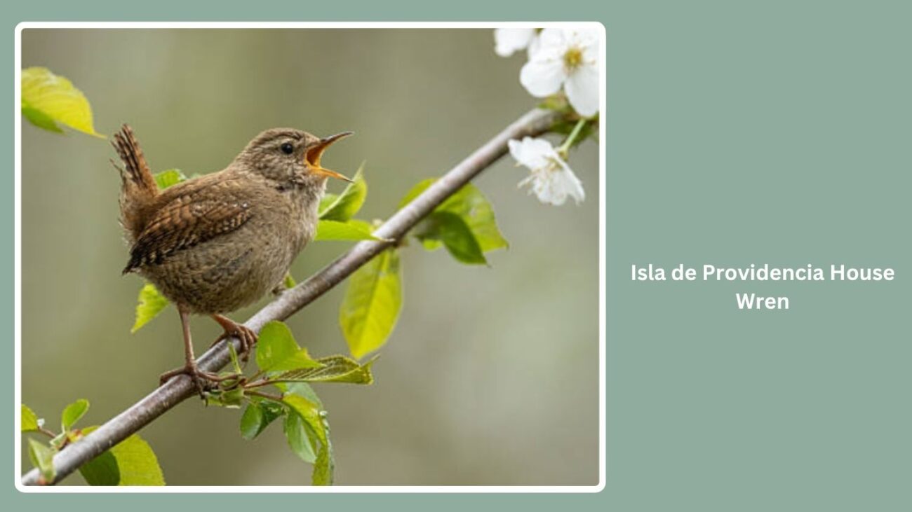 Isla de Providencia House Wren