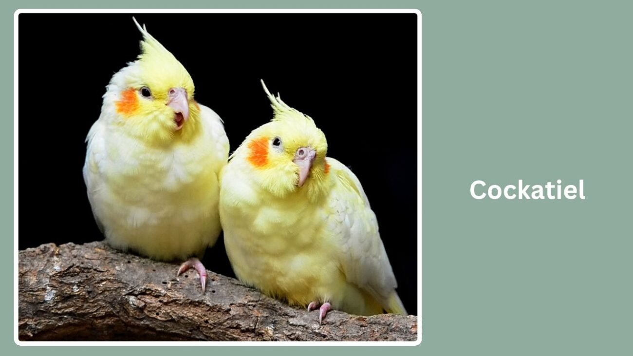 Cockatiel