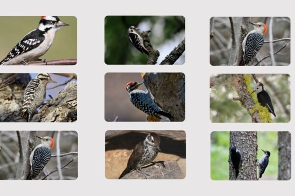 Black and White Woodpeckers