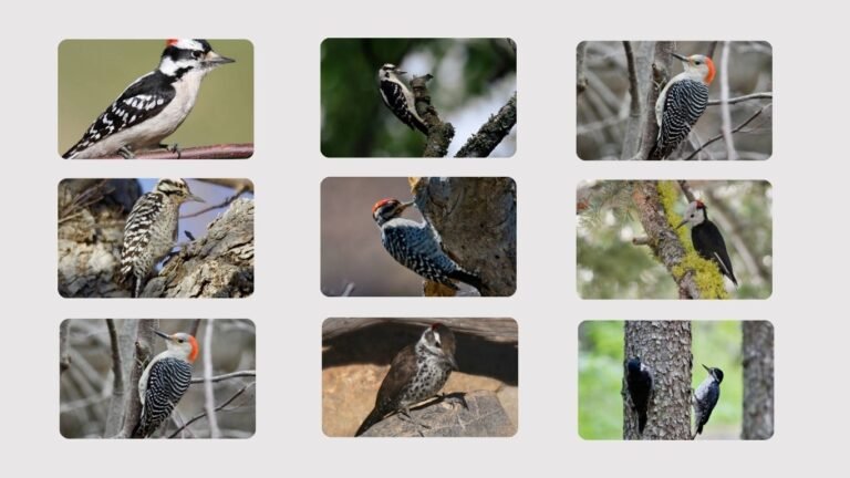 Black and White Woodpeckers