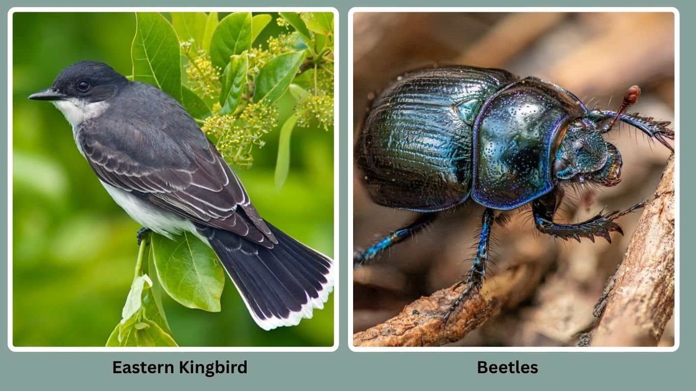 30 Birds That Eat Insects Only: Diet with name