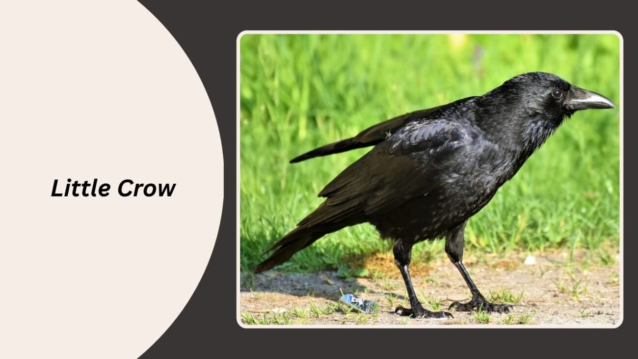 Little Crow