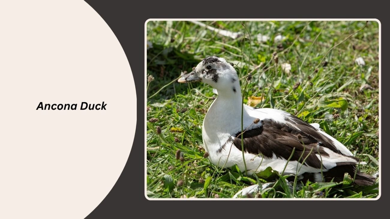 Ancona Duck