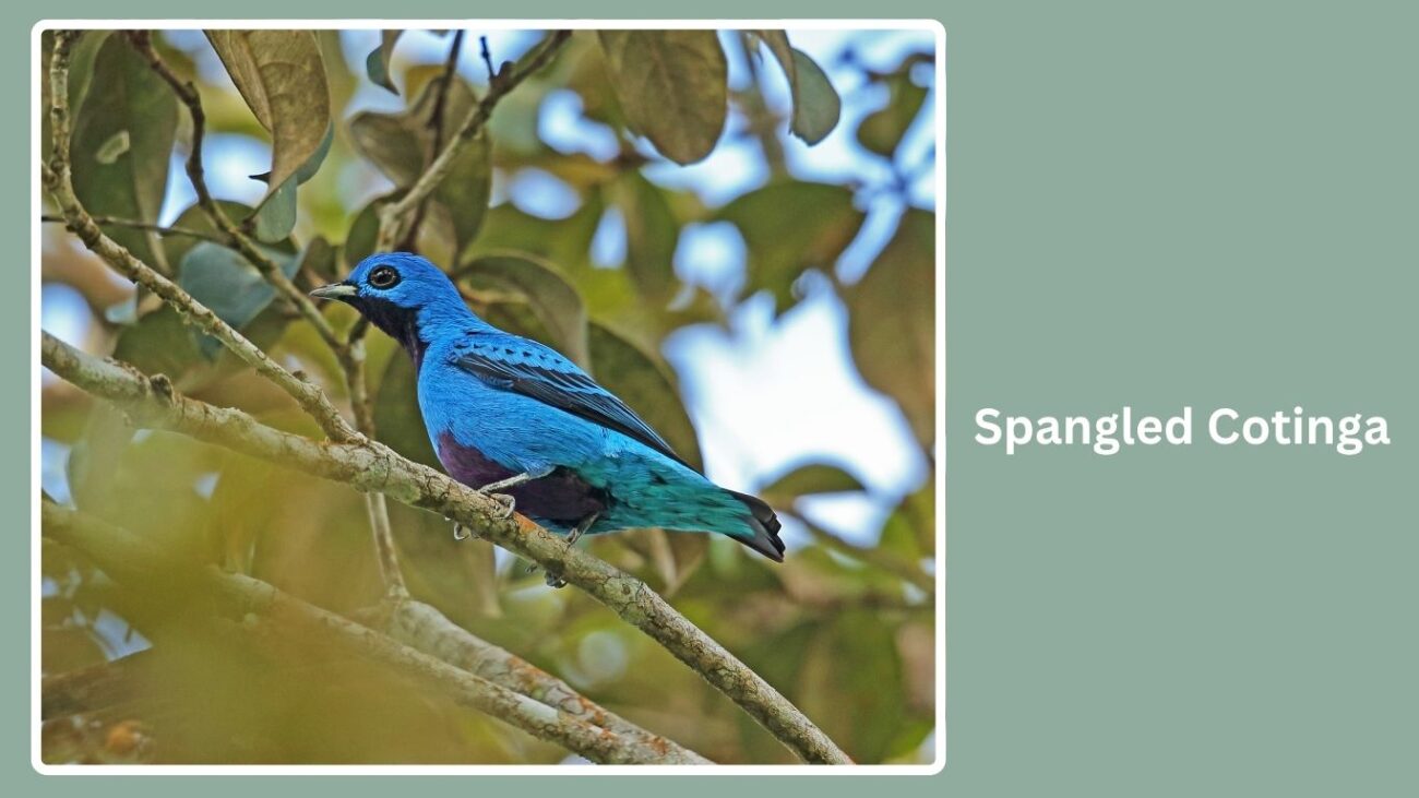 Spangled Cotinga
