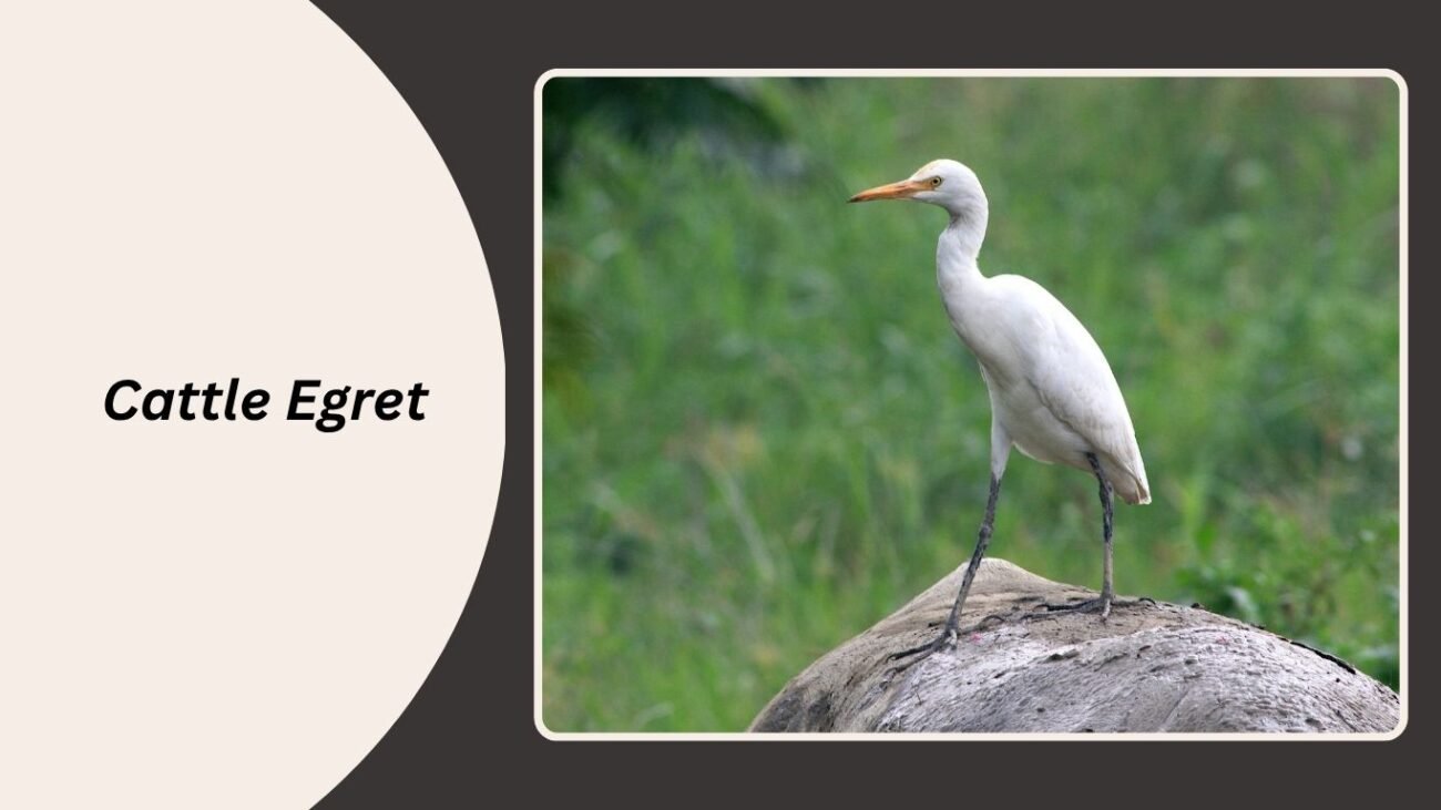 Cattle Egret