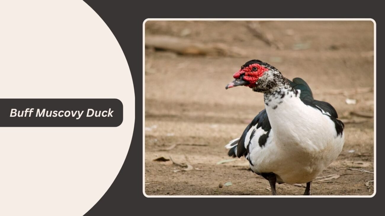 Buff Muscovy Duck
