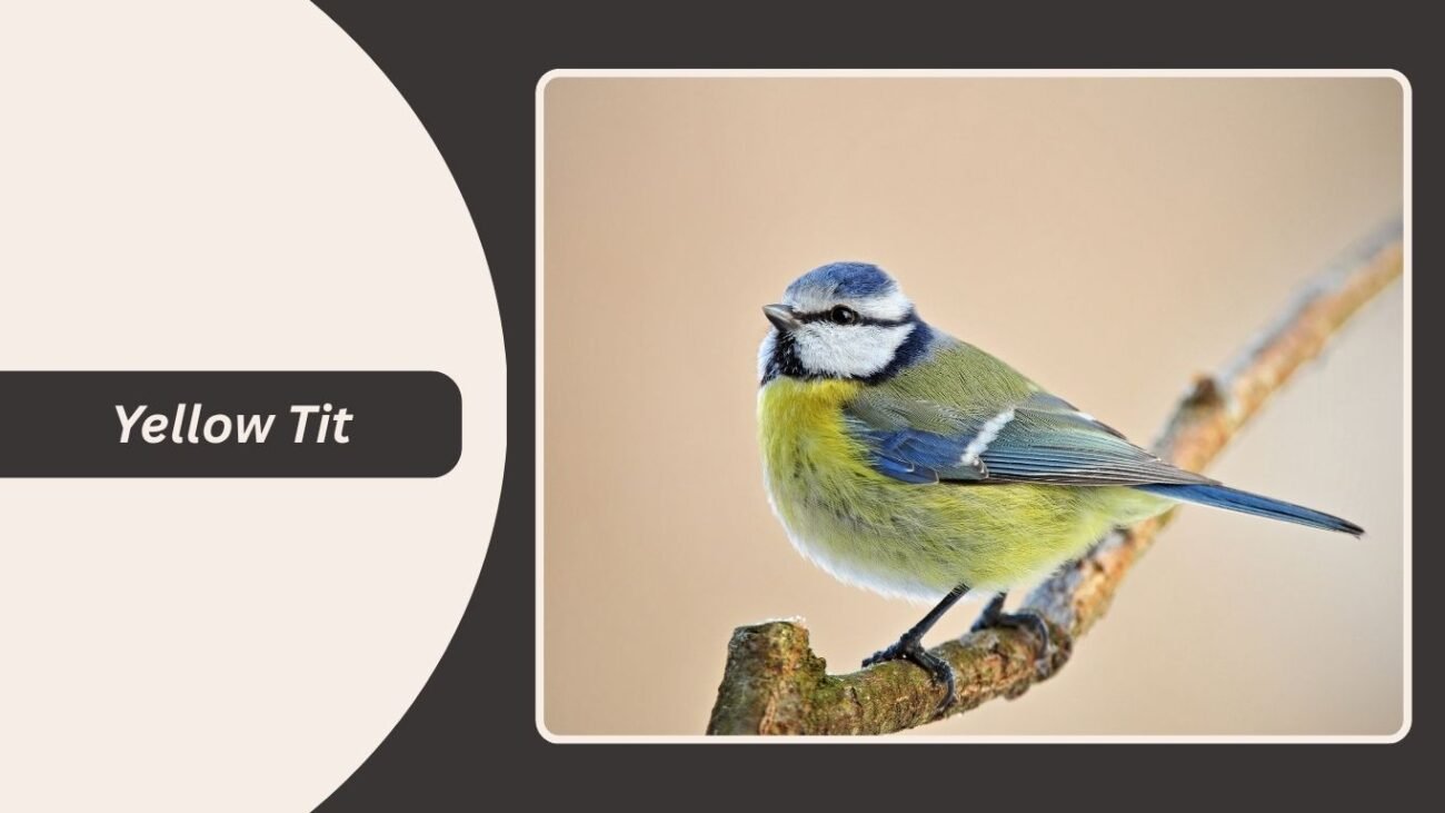 Yellow Tit