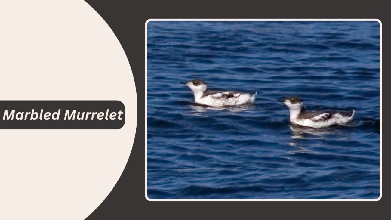 Marbled Murrelet