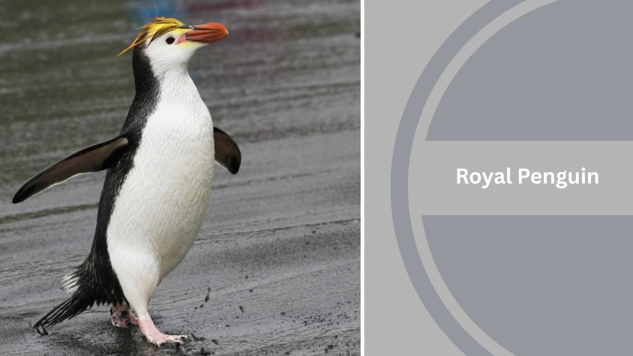 Royal Penguin