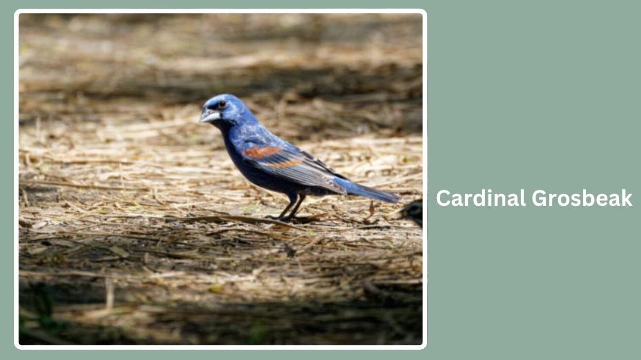 Cardinal Grosbeak