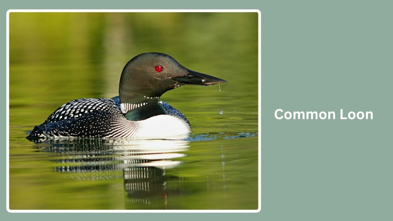 Common Loon