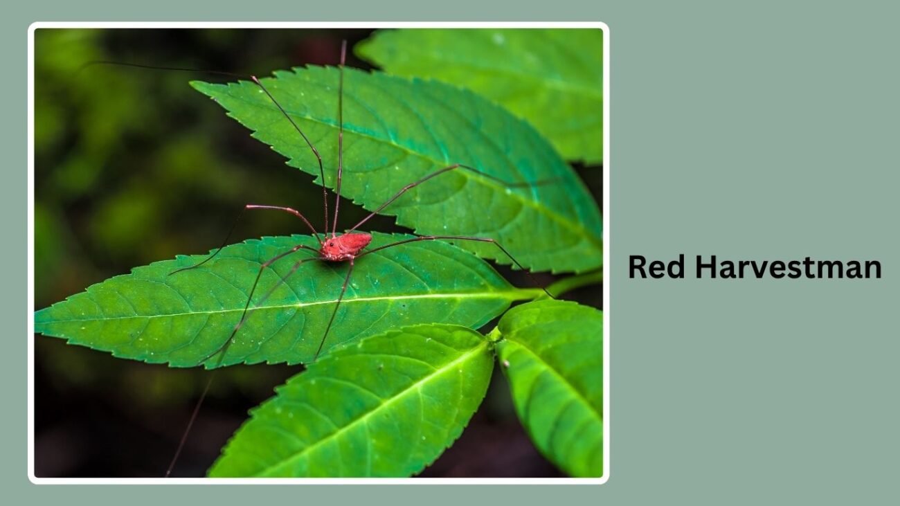 Red Harvestman