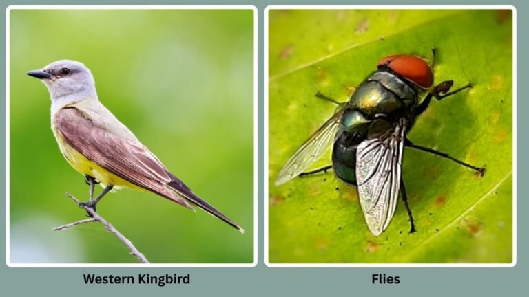 30 Birds That Eat Insects Only: Diet with name