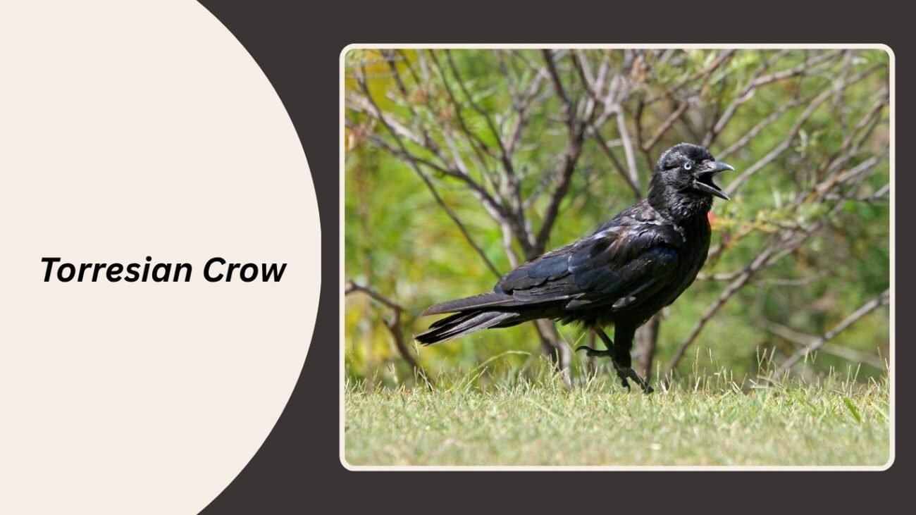 Torresian Crow