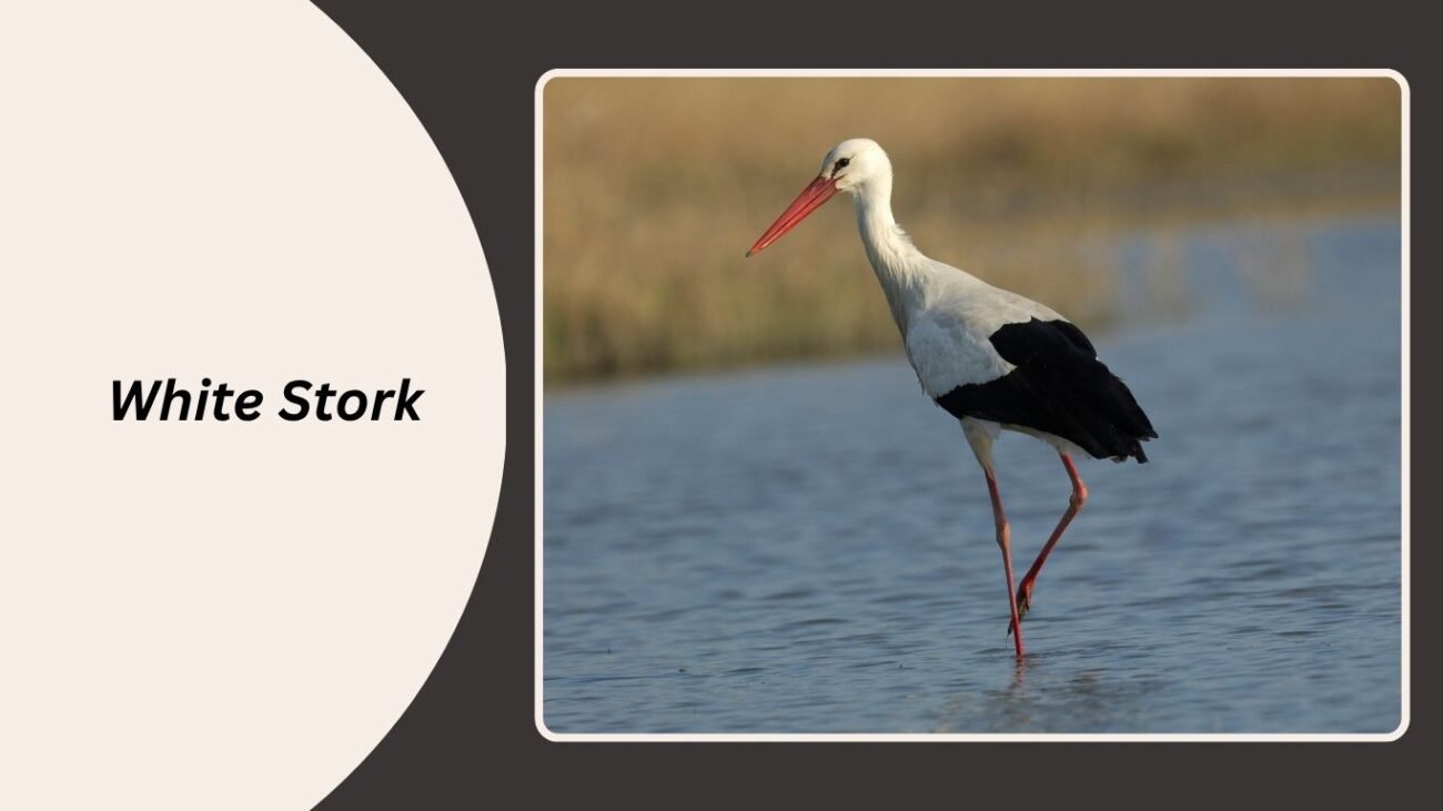 White Stork
