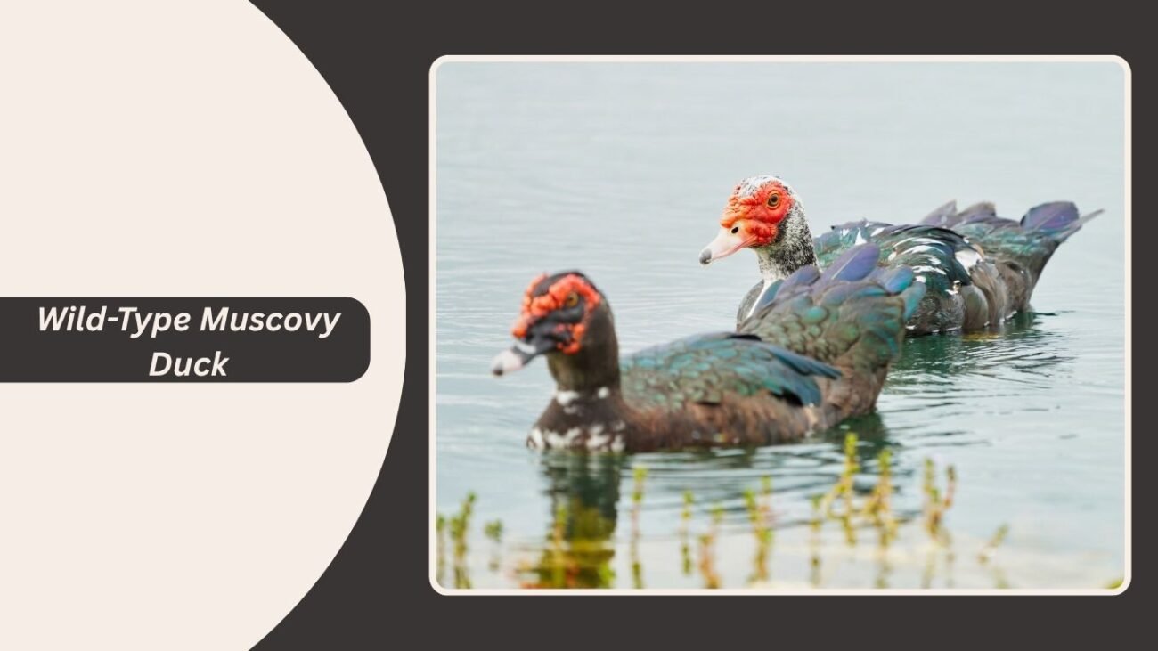 Wild-Type Muscovy Duck