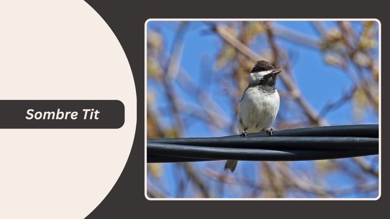 Sombre Tit