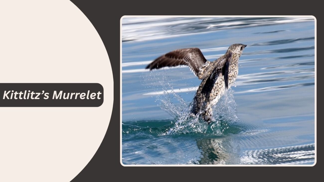 Kittlitz’s Murrelet