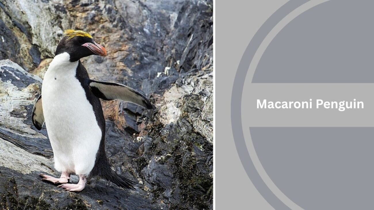 Macaroni Penguin