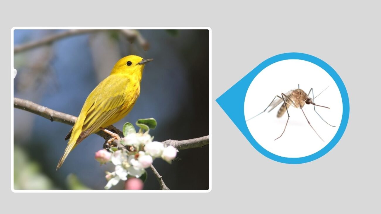 Yellow Warbler