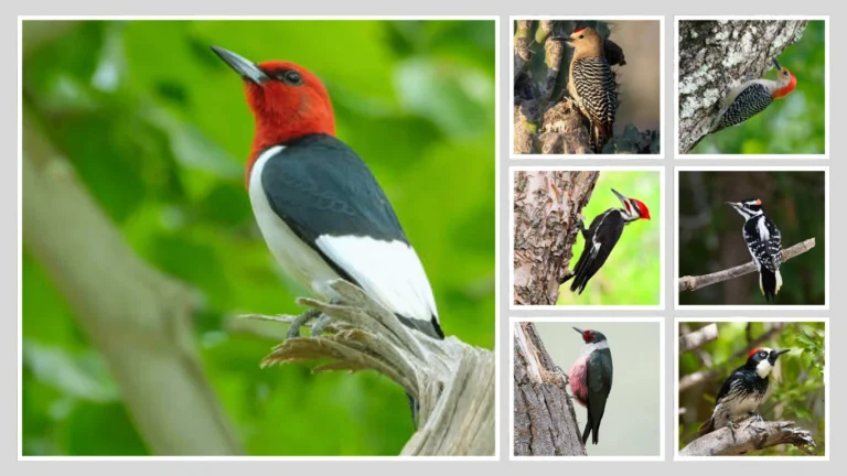 12 Woodpeckers with Red Heads Identification and Field