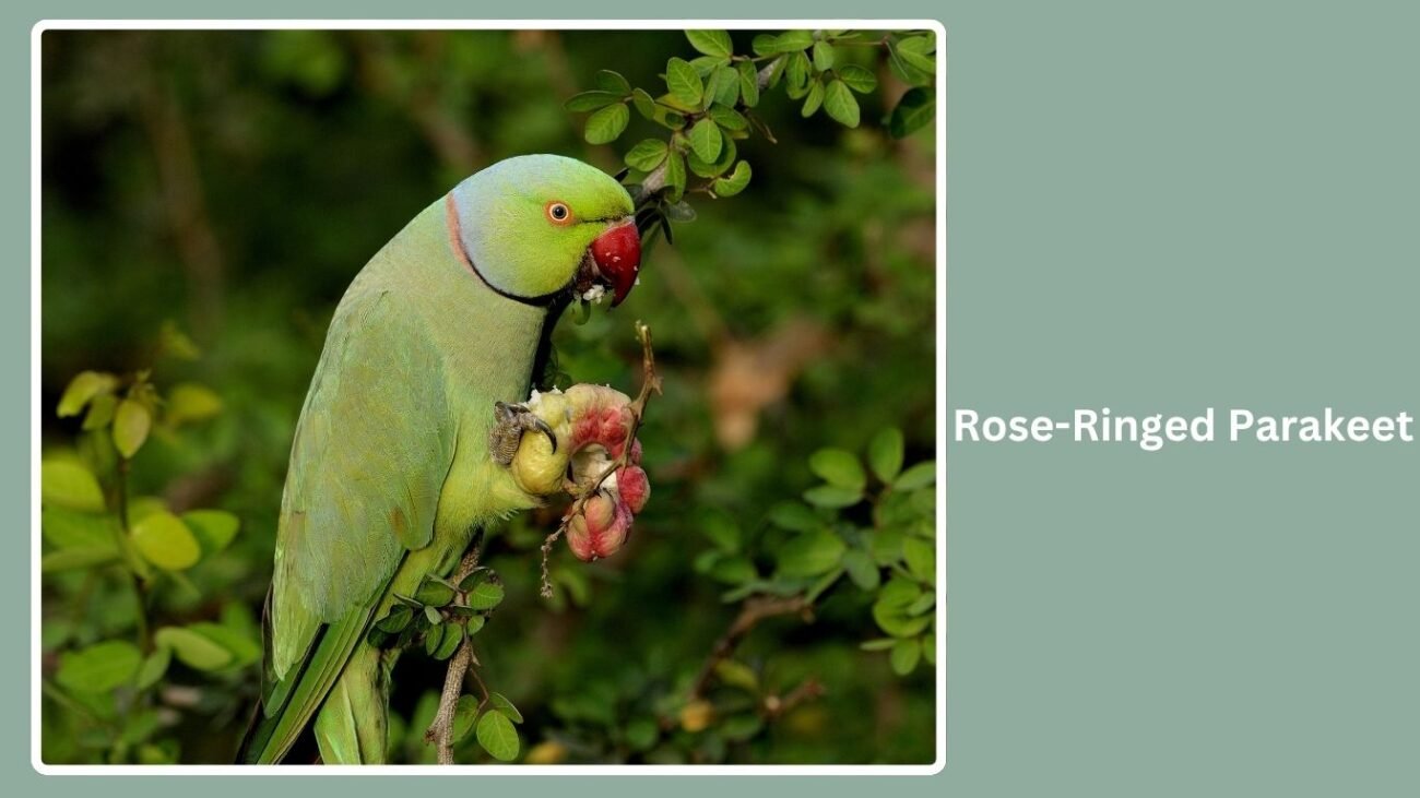 Rose-Ringed Parakeet