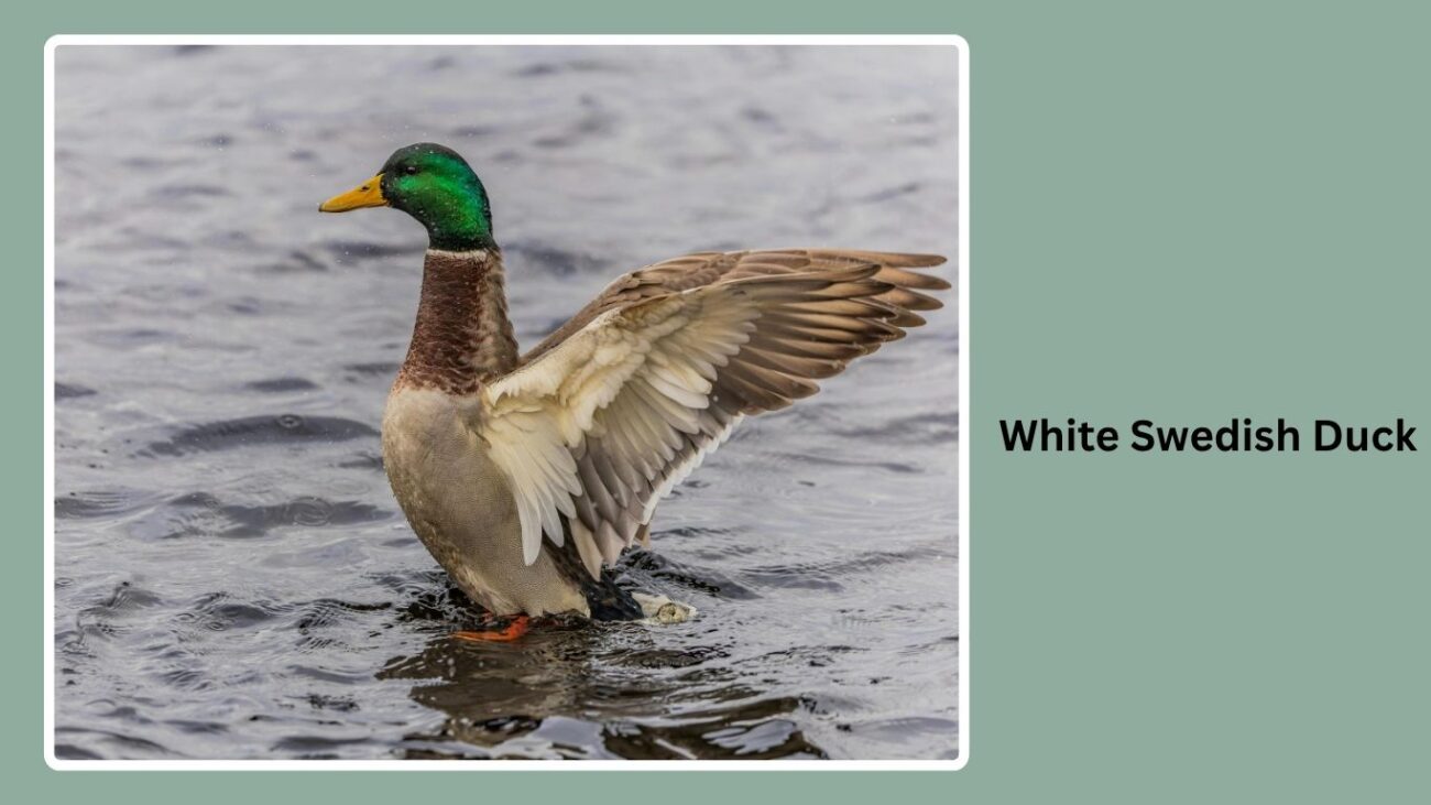 White Swedish Duck