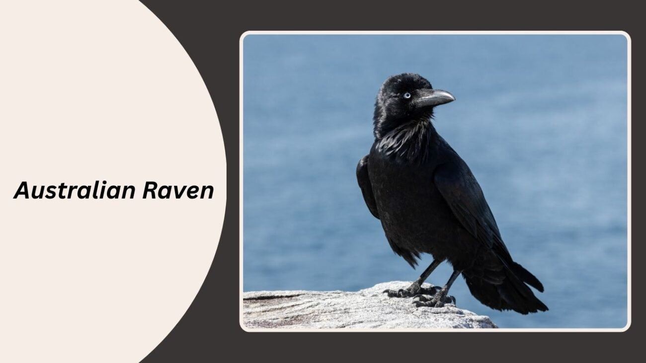Australian Raven