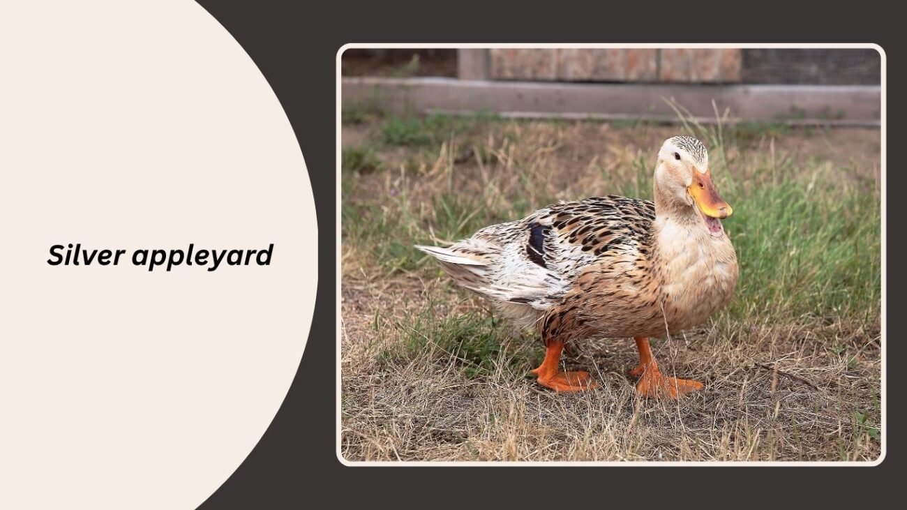Silver Appleyard